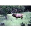 Image 3 : New Mexico TROPHY UNIT 36  Elk Hunt fully guided with Voucher (Choice of Muzzleloader or Rifle)