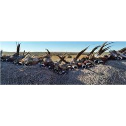 Premium SD NWTF Pheasant hunt for up to 3 hunters (Lodging and Meals included)