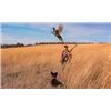 Image 3 : Premium SD NWTF Pheasant hunt for up to 3 hunters (Lodging and Meals included)