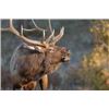 Image 4 : Colorado Archery OTC DYI Elk hunt for three with lodging