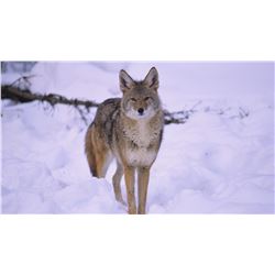 Kansas Predator Hunt Two people for Two days