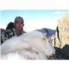 Image 1 : BC Mountain Goat Combo Hunt, includes additional hunter for Elk, Mule deer, Bear and Wolf