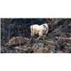 Image 3 : BC Mountain Goat Combo Hunt, includes additional hunter for Elk, Mule deer, Bear and Wolf