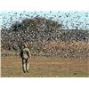 Image 4 : Argentina Duck & Dove Hunt For 3 Hunters