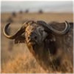 Sandstone African Safari