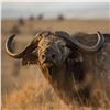 Image 1 : Sandstone African Safari