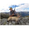 Image 3 : NEW ZEALAND 5 DAY Combo RED STAG ( Up  to 370") AND CHAMOIS included