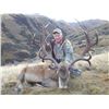 Image 4 : NEW ZEALAND 5 DAY Combo RED STAG ( Up  to 370") AND CHAMOIS included