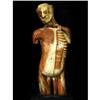 Image 1 : AUZOUX anatomical model / France 1900s #976641