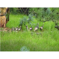 San Carlos Outfitted, Unguided Turkey Hunt, Spring 2021, 1 Hunter, 1 Turkey tag