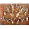 Image 3 : Trophy Kansas Whitetail Hunt, 1 Hunter, 5 Days, Rifle-Archery-Muzzleloader
