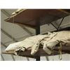 Image 23 : Multiple Olympic Tent Tarps & Panels (rack not included)