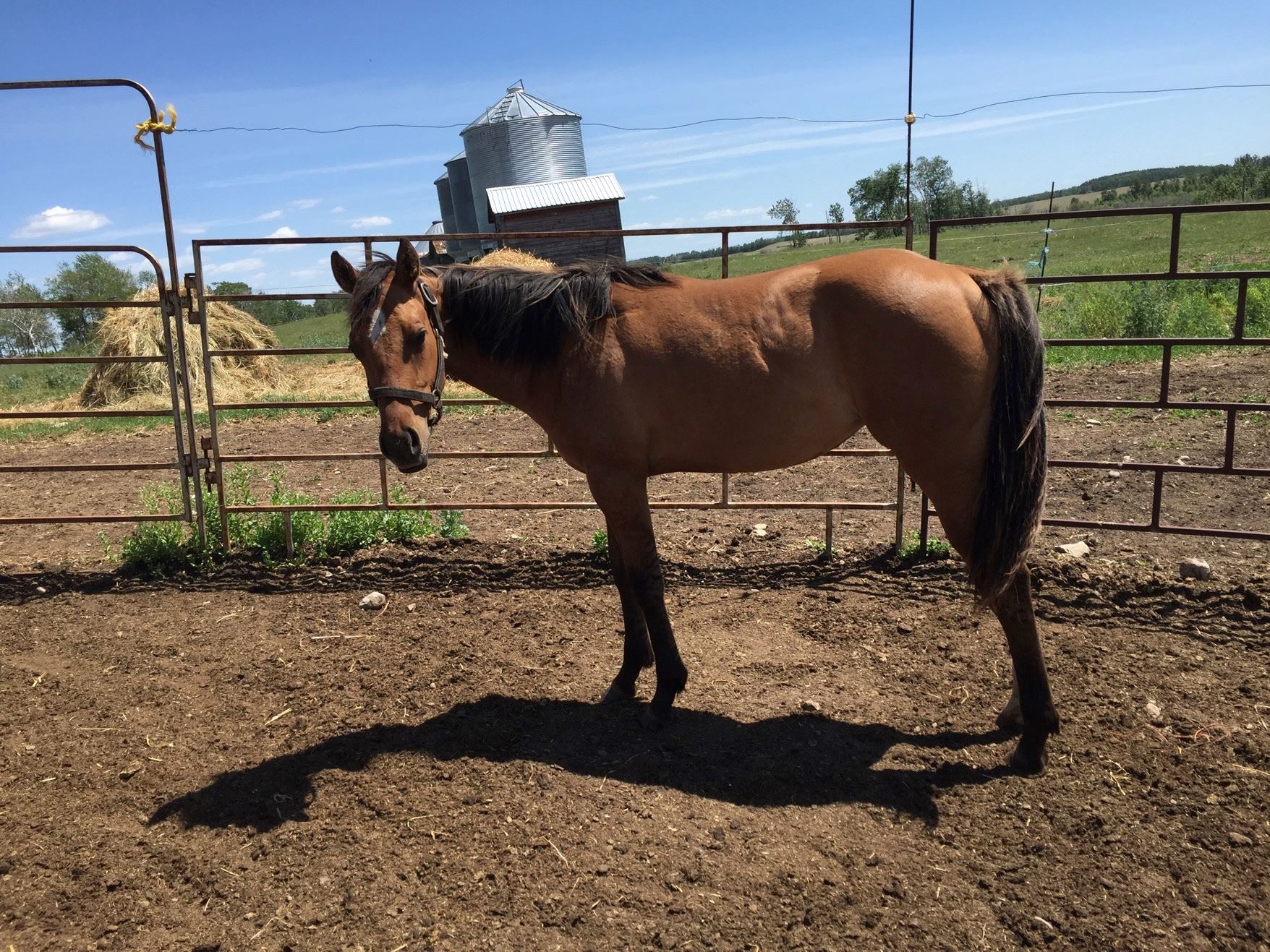 Registered Quarter horse buckskin yearling filly