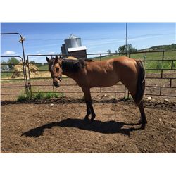 Registered Quarter horse buckskin yearling filly –