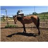 Image 1 : Registered Quarter horse buckskin yearling filly –