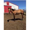 Image 2 : Registered Quarter horse buckskin yearling filly –