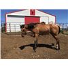 Image 3 : Registered Quarter horse buckskin yearling filly –