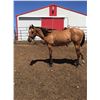 Image 4 : Registered Quarter horse buckskin yearling filly –