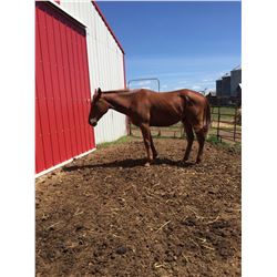 2 year old Quarter horse gelding,