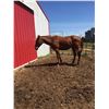 Image 1 : 2 year old Quarter horse gelding,