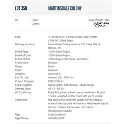 Martinsdale Colony - 95 Heifers