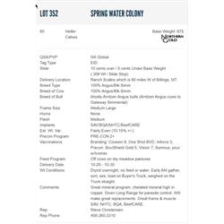 Spring Water Colony - 85 Heifers