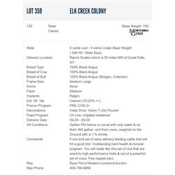 Elk Creek Colony - 120 Steers