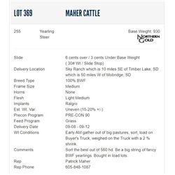 Maher Cattle - 255 Steers