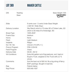 Maher Cattle - 255 Steers