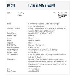 Flying V Farms & Feeding - 220 Steers
