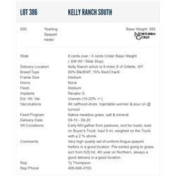Kelly Ranch South - 500 Spayed Heifers