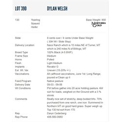 Dylan Welsh - 130 Spayed Heifers