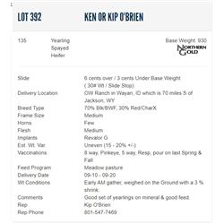 Ken or Kip O'Brien - 135 Spayed Heifers