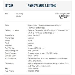Flying V Farms & Feeding - 110 Heifers