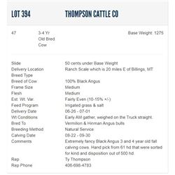 Thompson Cattle Co - 47 3-4 Yr Old Bred Cows