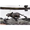 Image 5 : G.C. Wentworth "Pa's Buffalo Gun" cast bronze sculpture with cold painted ground cover on wooden bas