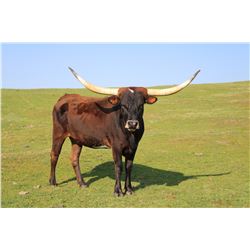 SUB LOT - PCC MISS ZONA