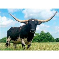 PCC MISS CONGENIALTIY