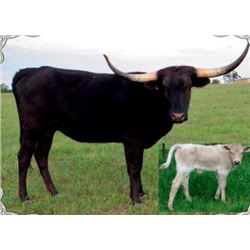 BSL DIGGIN' UP BONES