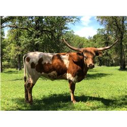 HRT Mazari Heartache