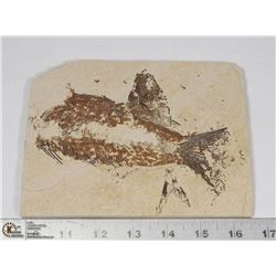 LARGE ANCIENT FOSSIL FISH IN MATRIX