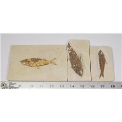 LOT OF 3 ANCIENT FOSSIL FISH IN MATRIX