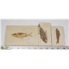 Image 1 : LOT OF 3 ANCIENT FOSSIL FISH IN MATRIX
