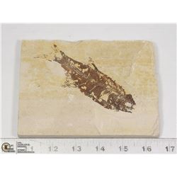 LARGE ANCIENT FOSSIL FISH IN MATRIX