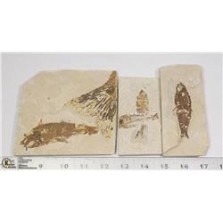 LOT OF 3 ANCIENT FOSSIL FISH IN MATRIX