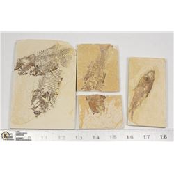 LOT OF 3 ANCIENT FOSSIL FISH IN MATRIX