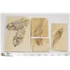 Image 1 : LOT OF 3 ANCIENT FOSSIL FISH IN MATRIX