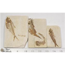 LOT OF 3 ANCIENT FOSSIL FISH IN MATRIX