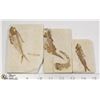 Image 1 : LOT OF 3 ANCIENT FOSSIL FISH IN MATRIX