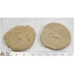 PAIR OF ANCIENT FOSSIL FISH BONES
